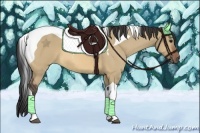 Horse Color:Bay Dun Tobiano 