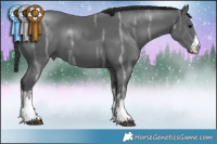 Horse Color:White Spotted Black Ice 