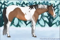 Horse Color:Buckskin Splash Tobiano 