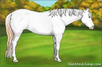 Horse Color:White Spotted Amber Cream Champagne Roan Appaloosa