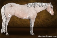 Horse Color:White Spotted Silver Bay Appaloosa