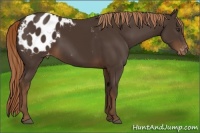 Horse Color:Liver Chestnut Sabino Appaloosa 
