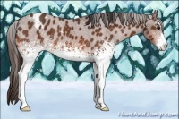 Horse Color:White Spotted Bay Sabino Appaloosa