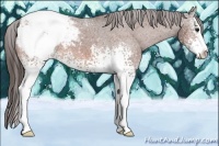 Horse Color:White Spotted Bay Sabino Appaloosa 