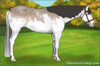 Horse Color:White Spotted Bay Roan Splash