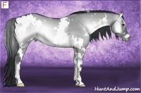 Horse Color:White Spotted Grullo Chinchilla Onyx Rabicano