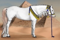 Horse Color:White Spotted Red Onyx Appaloosa 