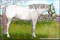 Horse Color:Chestnut Appaloosa 