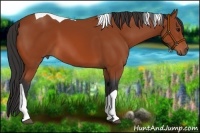 Horse Color:Bay Tobiano 