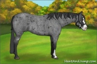 Horse Color:Blue Roan Splash Frame 