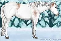Horse Color:White Spotted Silver Bay Splash