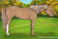 Horse Color:Palomino 