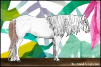 Horse Color:Bay Tobiano Appaloosa 