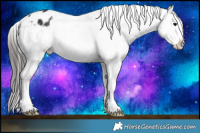 Horse Color:White Spotted Black Appaloosa