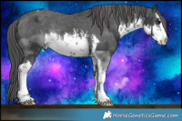 Horse Color:White Spotted Black Appaloosa