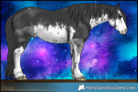 Horse Color:White Spotted Black Varnish