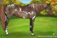 Horse Color:White Spotted Liver Chestnut Sabino Rabicano