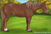 Horse Color:Chestnut Sabino 