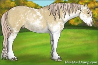 Horse Color:Chocolate Palomino Dun Sabino Rabicano 