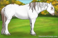 Horse Color:Chestnut Sabino Frame Appaloosa