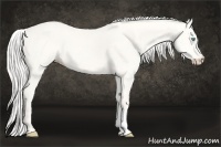 Horse Color:Silver Perlino Dun
