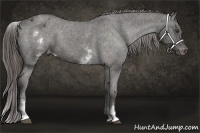 Horse Color:White Spotted Liver Chestnut Varnish 