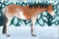 Horse Color:White Spotted Bay 