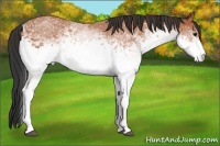 Horse Color:White Spotted Bay