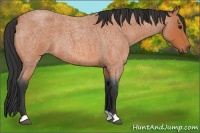 Horse Color:Bay Roan 