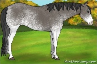 Horse Color:White Spotted Smoky Grullo Rabicano