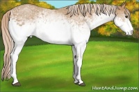 Horse Color:White Spotted Palomino