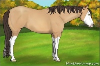 Horse Color:Amber Champagne Splash 