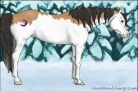 Horse Color:Buckskin Splash 
