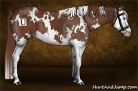 Horse Color:White Spotted Chestnut Splash 