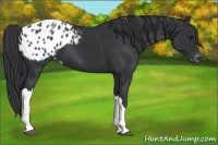 Horse Color:Black Appaloosa