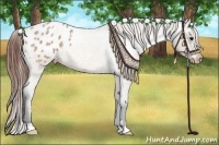 Horse Color:Bay Roan Dun Appaloosa 
