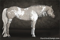 Horse Color:White Spotted Silver Smoky Grullo 
