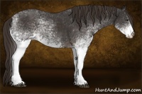 Horse Color:White Spotted Liver Chestnut 