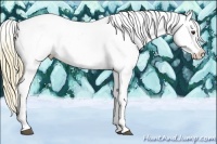 Horse Color:Chestnut Appaloosa
