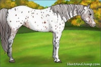 Horse Color:Bay Near Leopard 