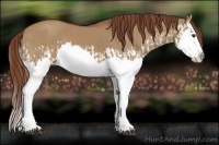 Horse Color:Red Dun Splash and Red Dun Splash