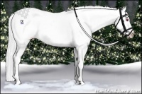 Horse Color:Chestnut Chinchilla Appaloosa 
