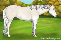 Horse Color:Cremello Sabino Brindle