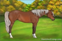 Horse Color:Silver Bay 