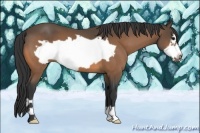 Horse Color:Buckskin Frame 