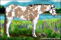 Horse Color:White Spotted Classic Champagne Splash