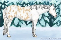 Horse Color:White Spotted Gold Cream Champagne Appaloosa