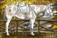 Horse Color:White Spotted Classic Cream Champagne Roan Splash
