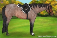 Horse Color:Bay Roan 