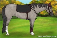 Horse Color:Smoky Grullo Roan 